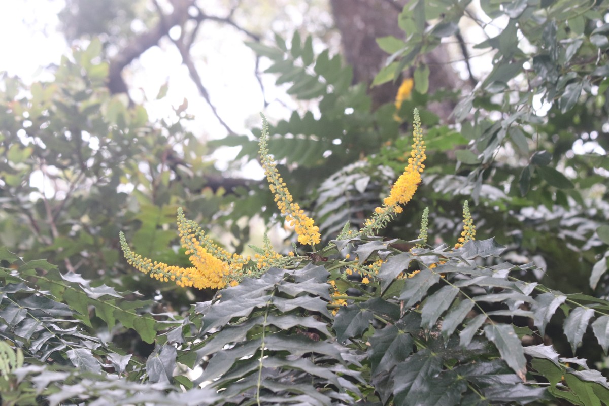 Berberis napaulensis (DC.) Spreng.
